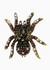 Black Spider Brooch